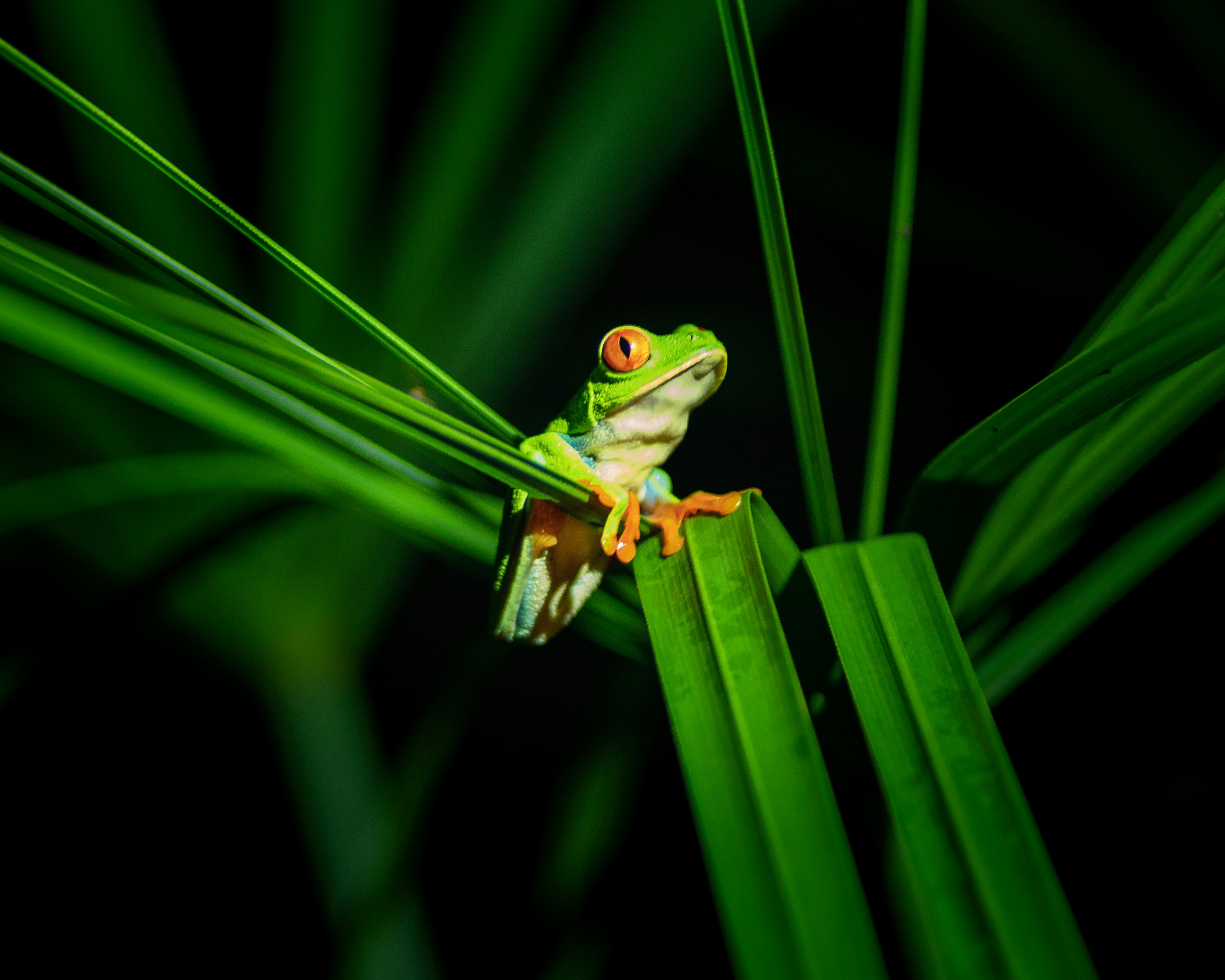 Conservation Co-pilot: Making Environmental Evidence Accessible