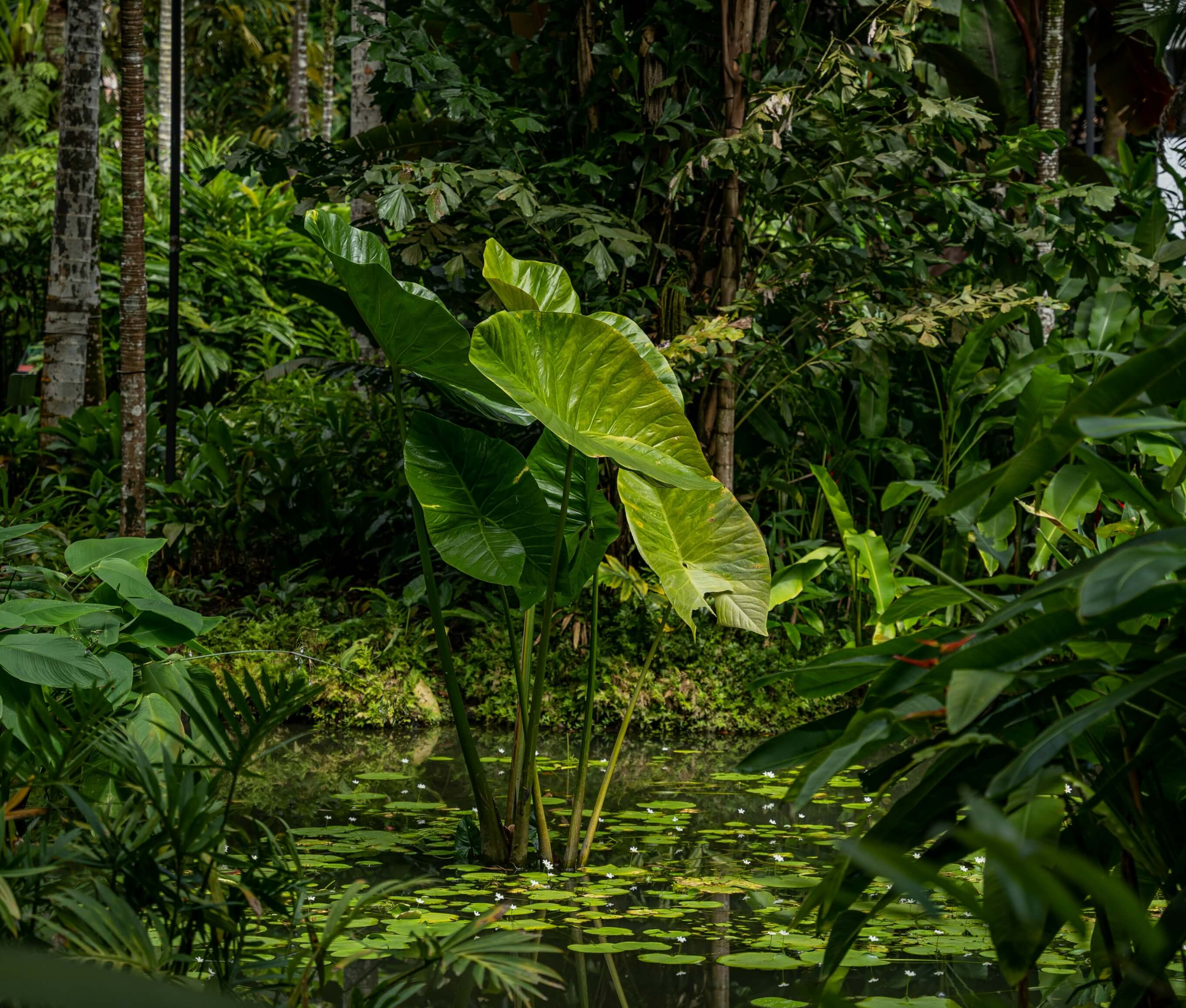 Advancing Environmental Research Through AI: Highlights from the AI for Climate & Nature Community Day