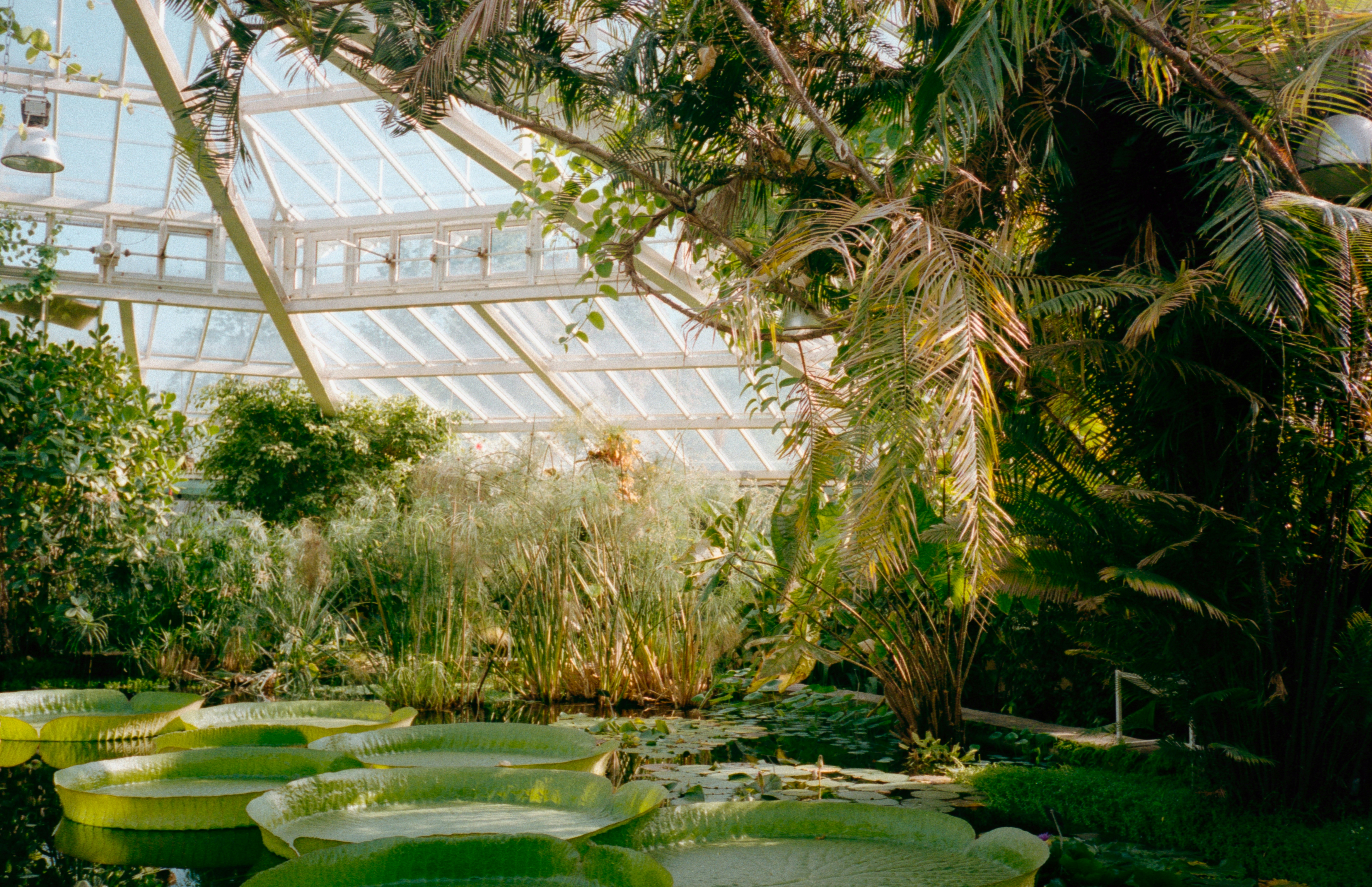 BGsmartR Curator: a conversational AI curator for the world’s living plant collections
